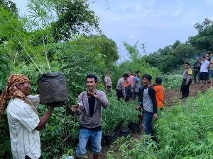 Kamuflase Tanaman Ganja 1,5 Hektare Di Purwakarta.