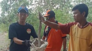 Teror Ular Kobra di Karawang, 8 Anggota TNI Jadi Korban