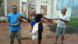 Ular Sanca 3 Meter Ditangkap Warga Di Satriajaya Pasca Banjir