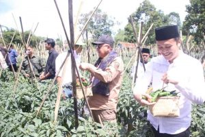 Panen Raya Cabai Pangsi Wabup ” Kolaborasi Kembangkan Sektor Pangan Terintegrasi di Kab. Sukabumi “