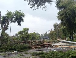 Akibat Cuaca Extreme Puluhan Pohon Tumbang Di Area Perkantoran Pemkab Bogor