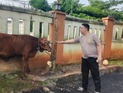 Dalam Rangka Hari Raya Idul Adha 1446 H, Jajaran Polsek Jonggol Serahkan 2 Ekor Sapi Qurban Kepada Masyarakat